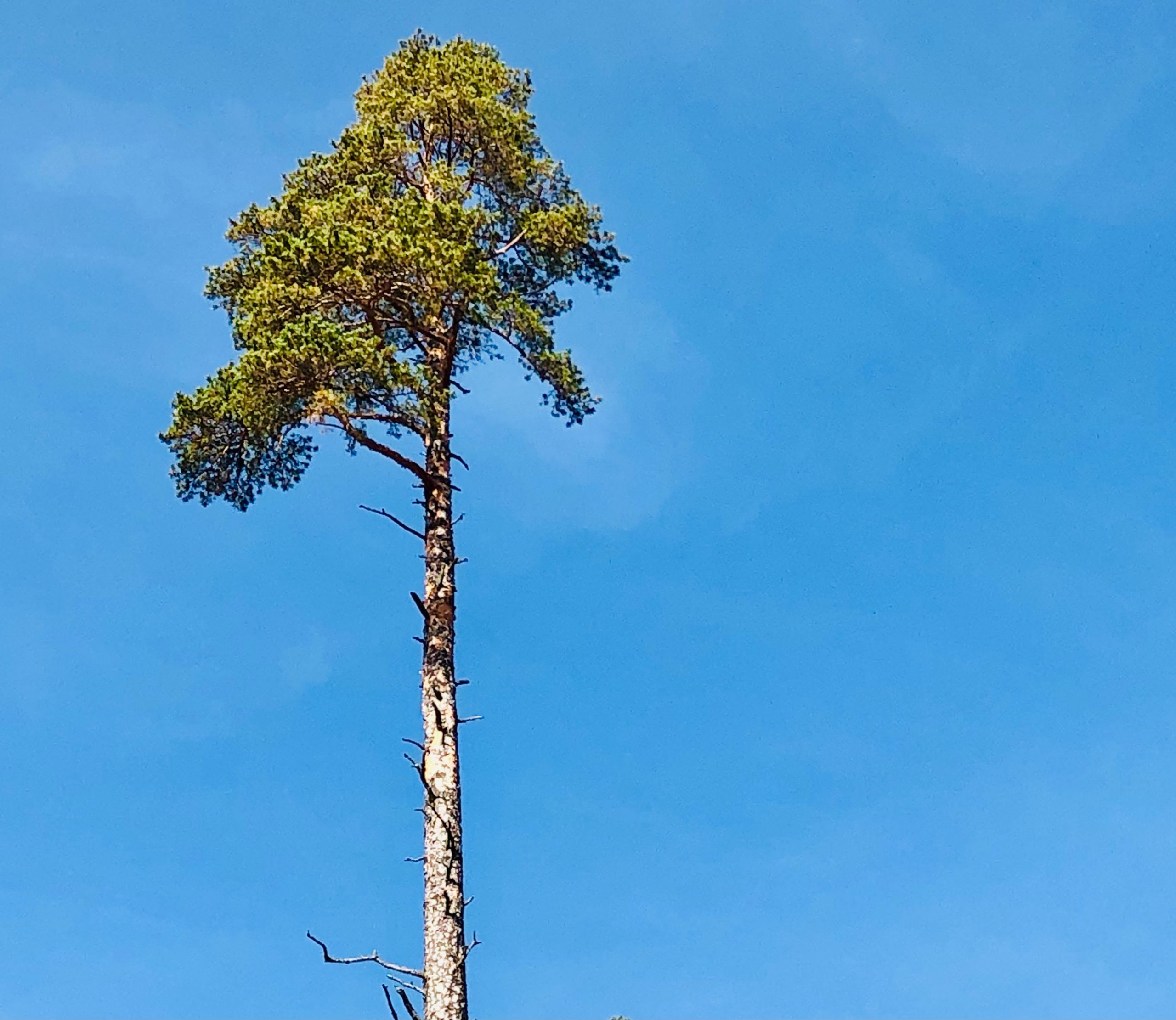 Mamil-ul, moaștele și monogamia